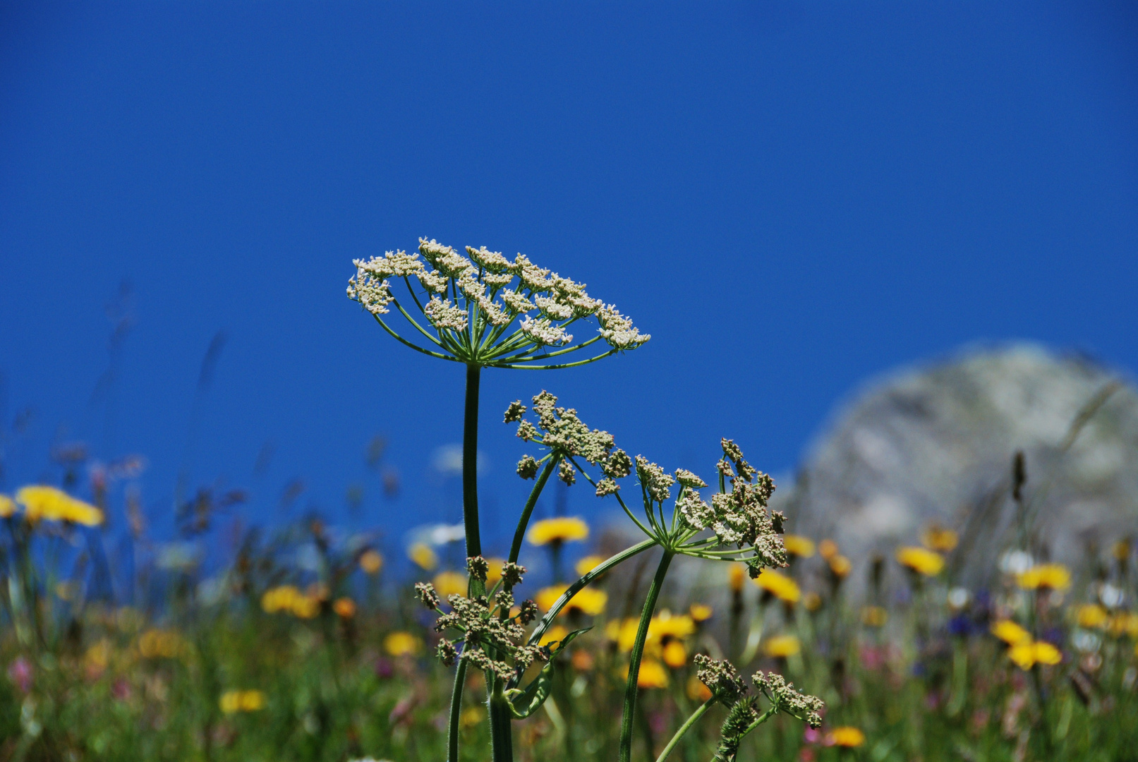 Alpenflora