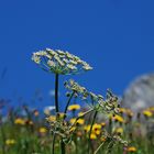 Alpenflora