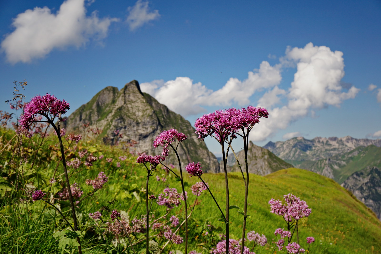 Alpenflora