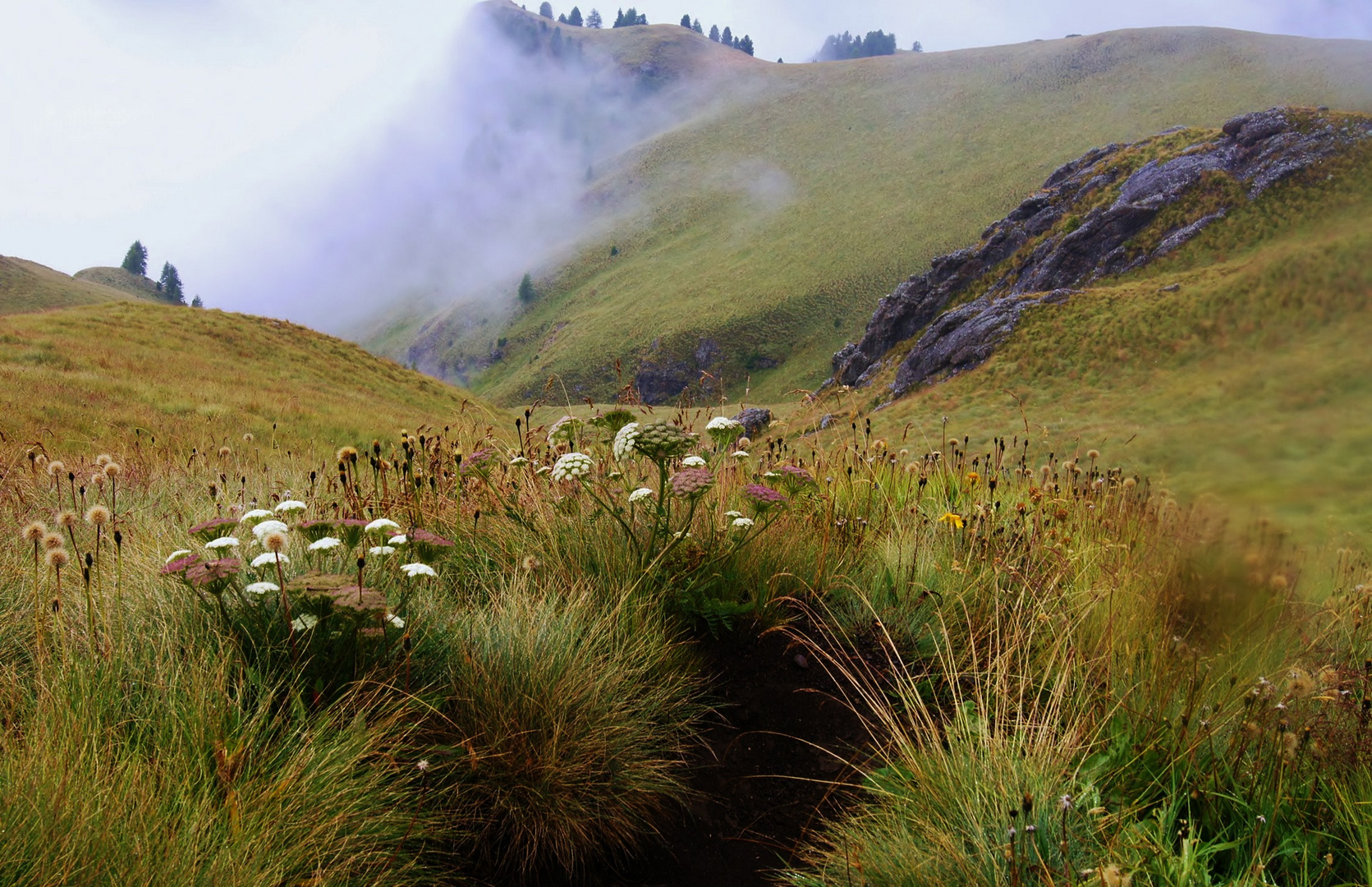 Alpenflora