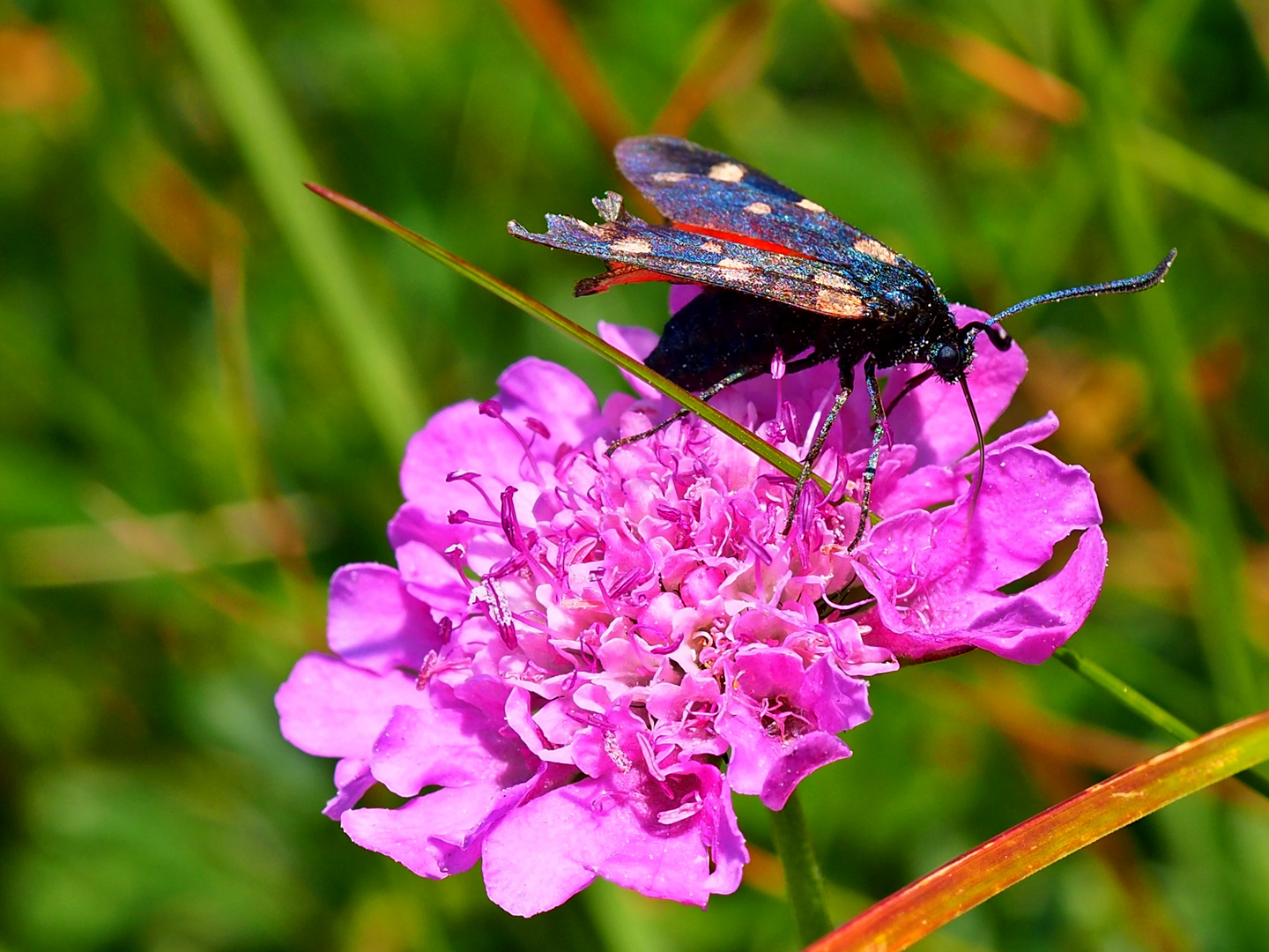 Alpenflora: Besucher