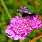 Alpenflora: Besucher