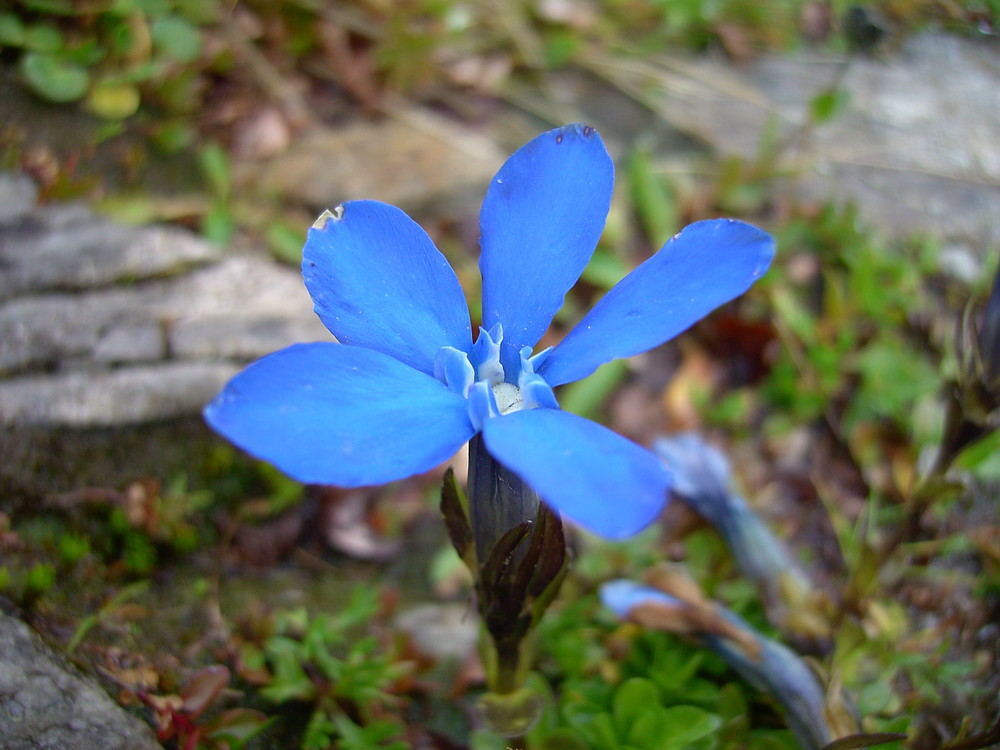 Alpenflora