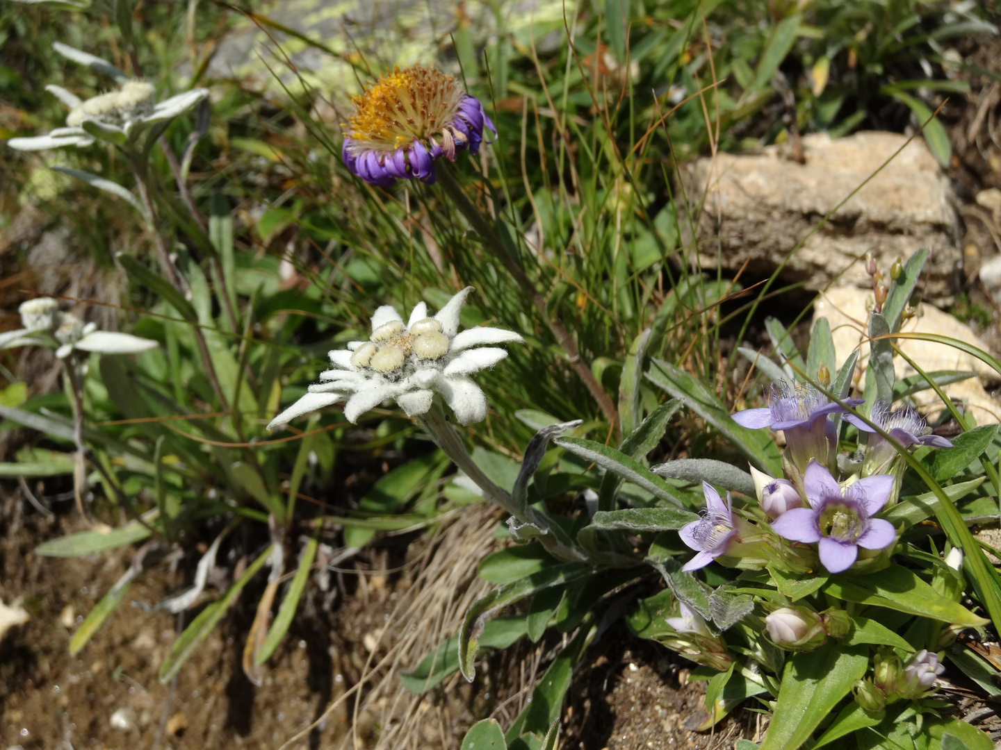 Alpenflora