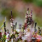 Alpenflora im Herbst