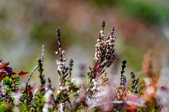 Alpenflora im Herbst