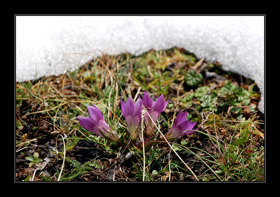 Alpenflora im Schnee