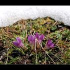 Alpenflora im Schnee