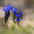 Alpenflora - kleiner Enzian