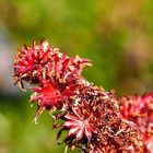 Alpenflora: Sempervivum montanum