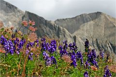 Alpenflora und Schwerteck