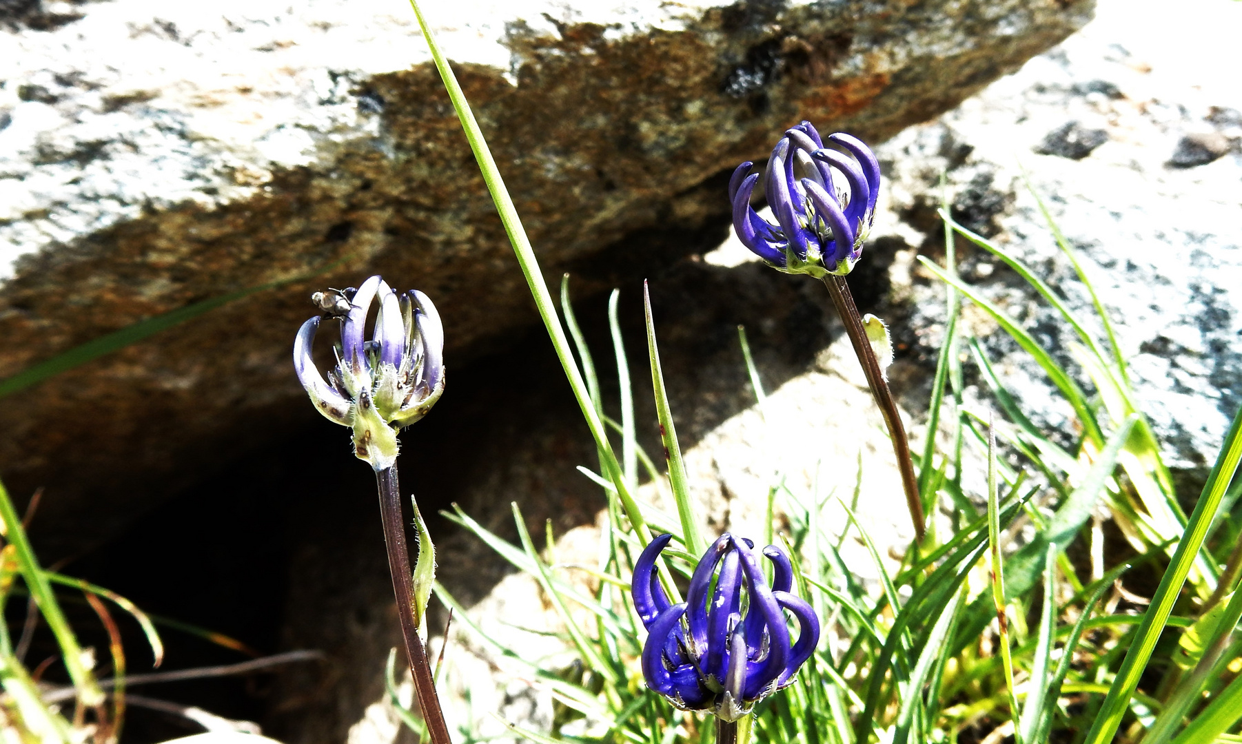 Alpenfrühling