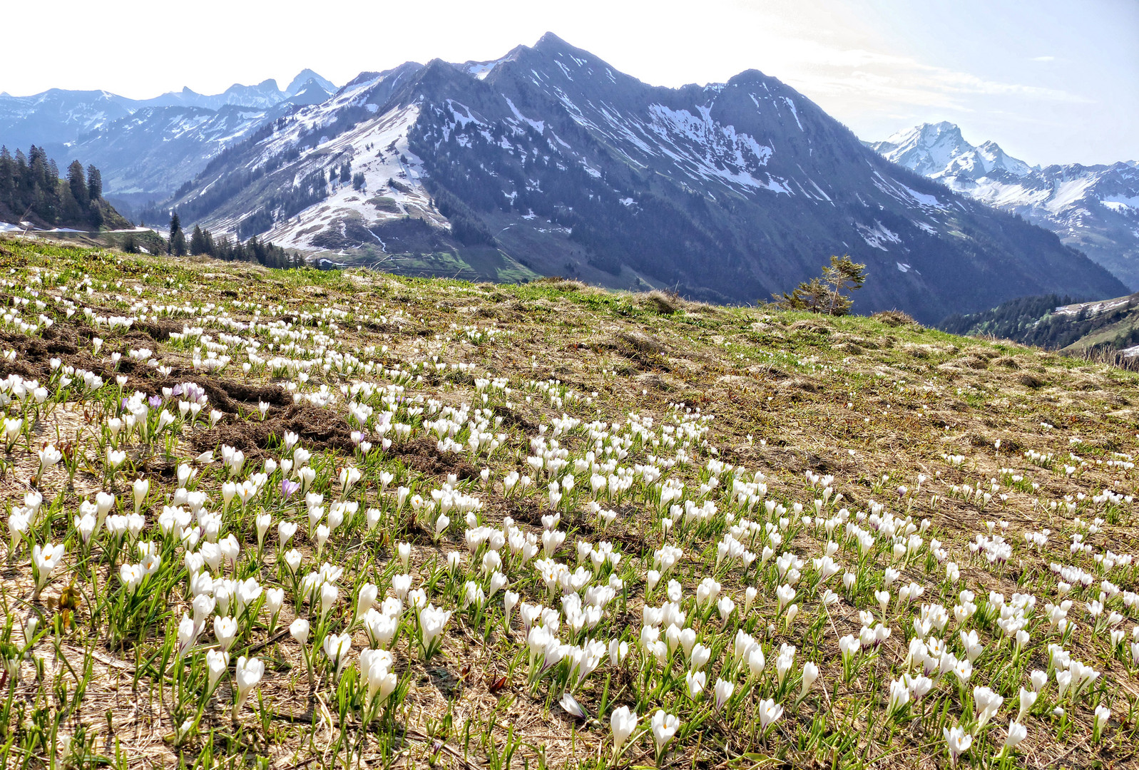 Alpenfrühling