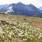 Alpenfrühling