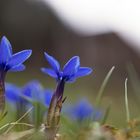 Alpenfrühling