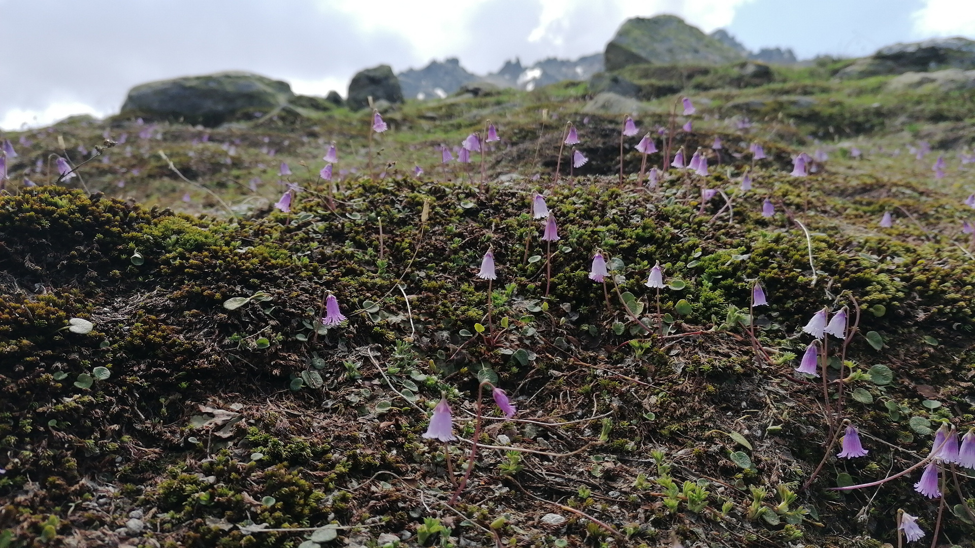 Alpenfrühling