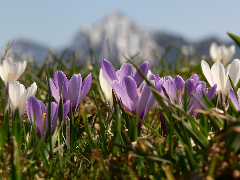 Alpenfrühling