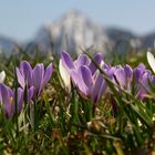 Alpenfrühling