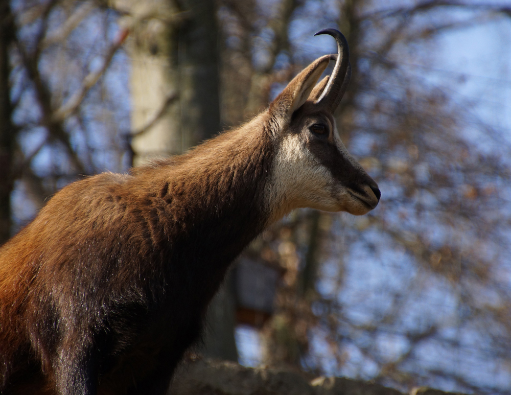 Alpengämse im Tierpark