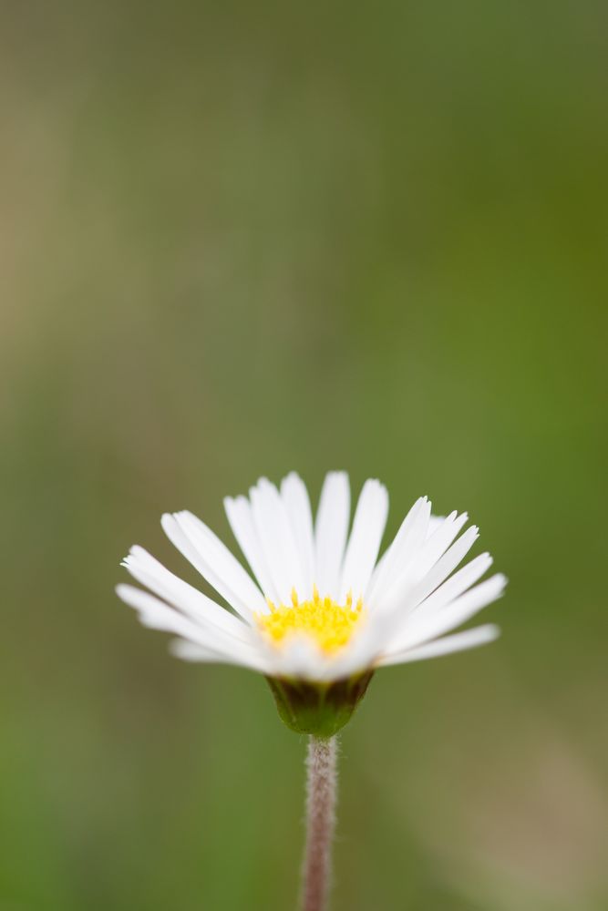 Alpengänseblümchen