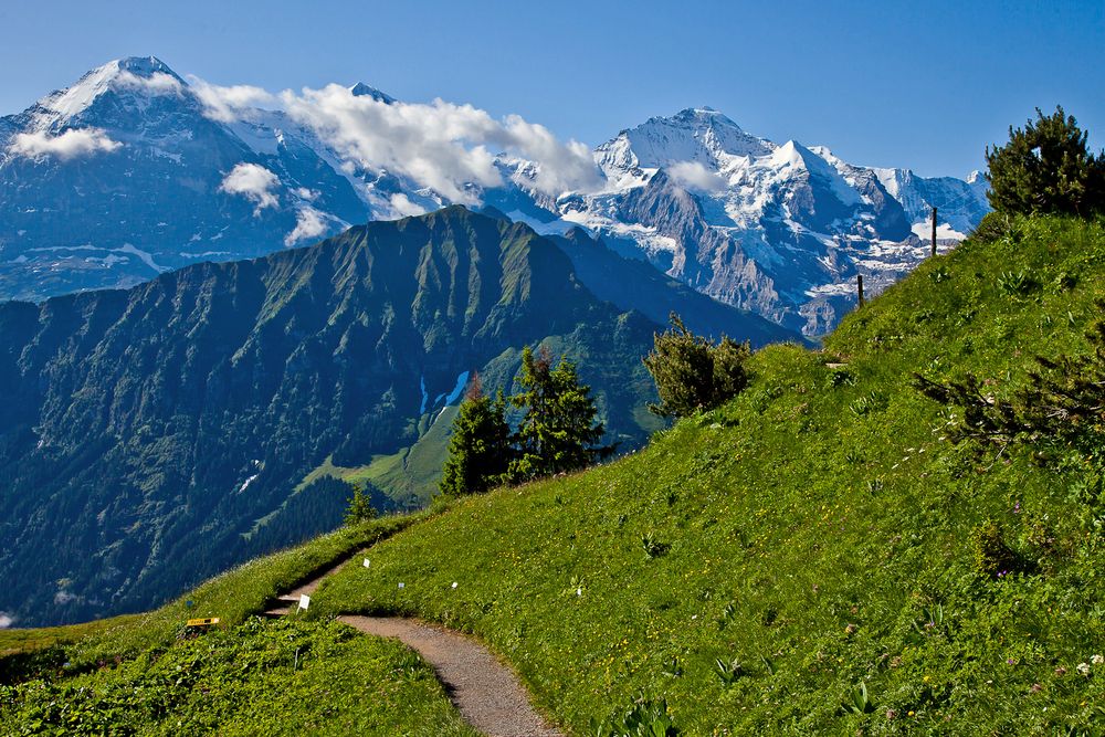 Alpengarten Schynige Platte