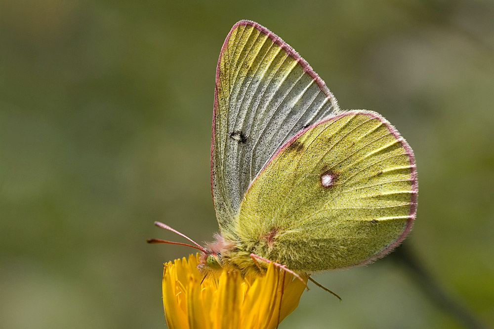 alpengelbling (colias phicomone)