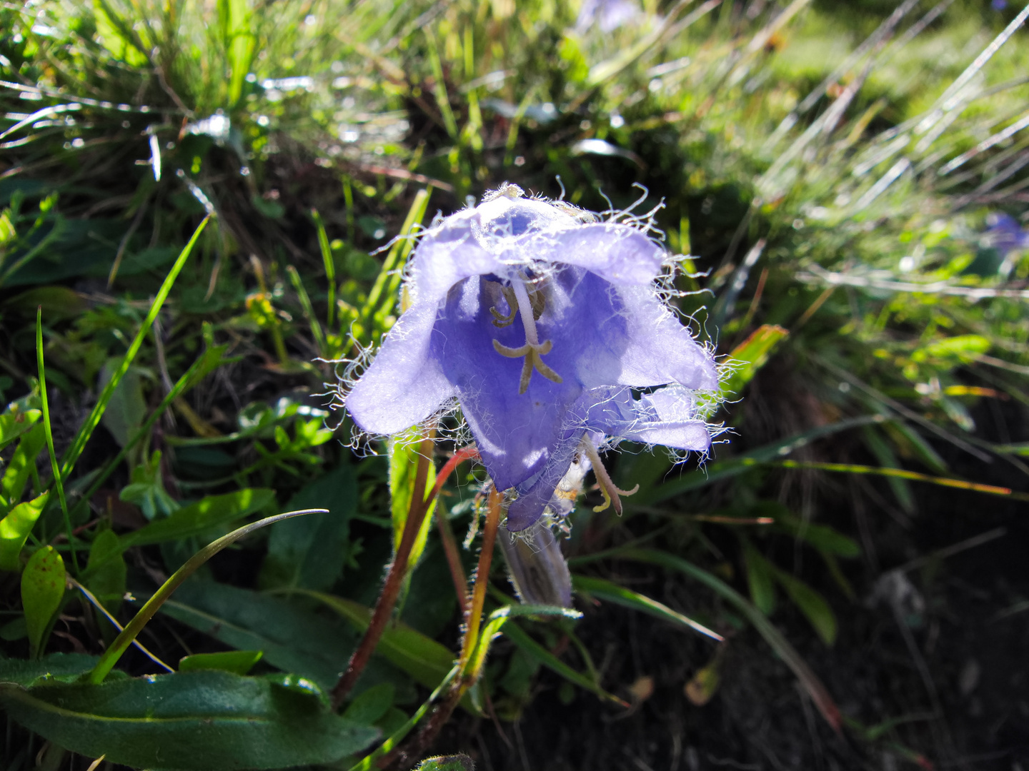 Alpenglockenblume