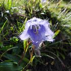 Alpenglockenblume