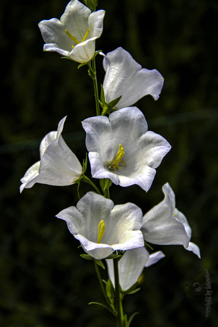 Alpenglockenblume