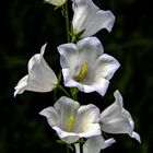 Alpenglockenblume