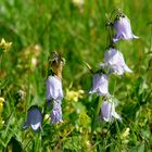 Alpenglockenblume