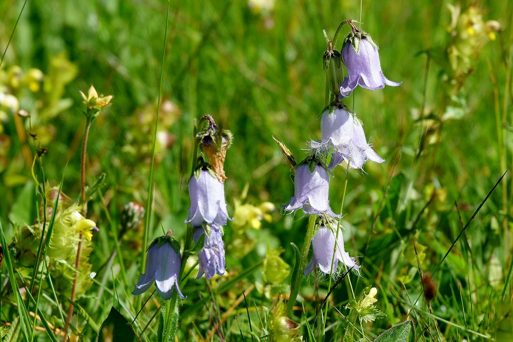 Alpenglockenblume