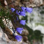 Alpenglockenblume