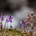 Alpenglöckchen,...