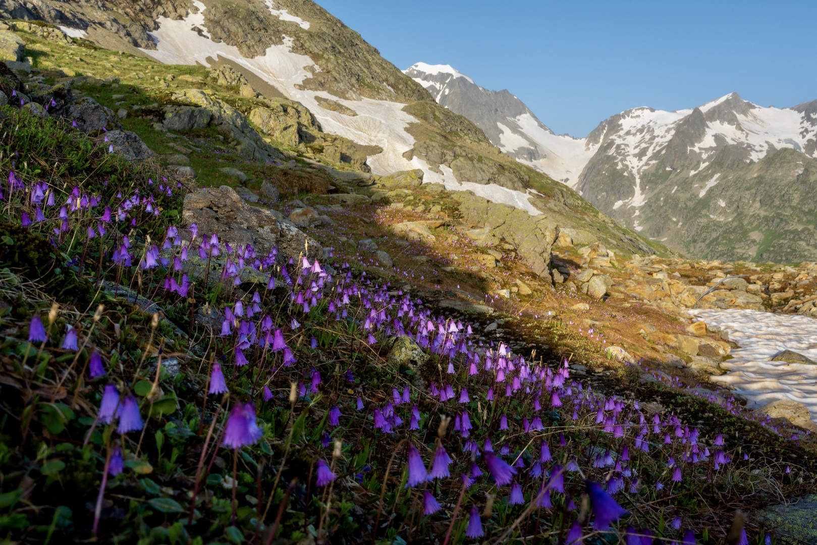 Alpenglöckchen...