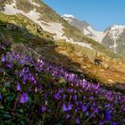 Alpenglöckchen...