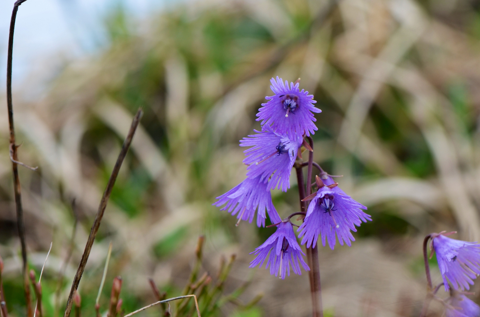 Alpenglöckchen (Soldanella)