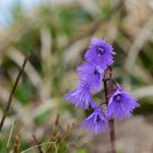 Alpenglöckchen (Soldanella)