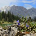 Alpenglöckchen vor Karwendelmassiv