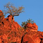 "Alpenglühen" am Waterberg, Namibia