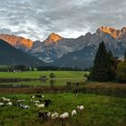 ALPENGLÜHEN im Karwendelgebirge