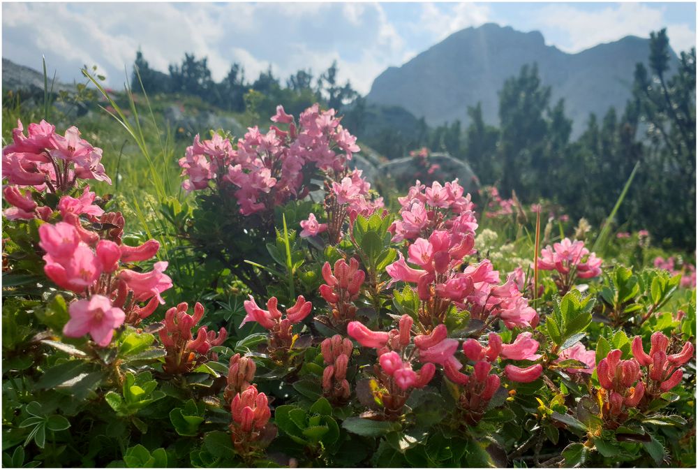 Alpenglühen, mal anders