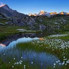 Alpenglühen und Wollgras