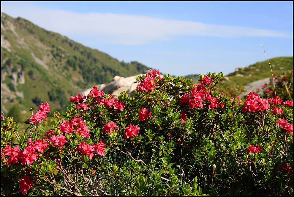 Alpenglühn...