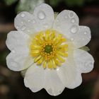 Alpenhahnenfuß (Ranunculus alpestris) im Regen 