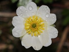 Alpenhahnenfuß (Ranunculus alpestris) im Regen 