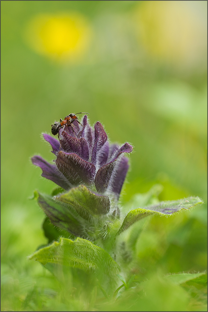 alpenhelm ( batsia alpina )