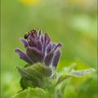 alpenhelm ( batsia alpina )