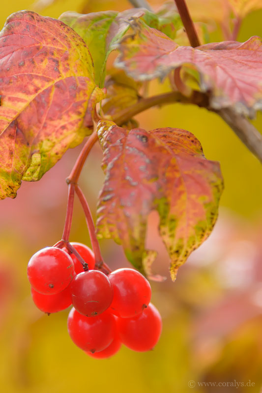 Alpenherbst (02)