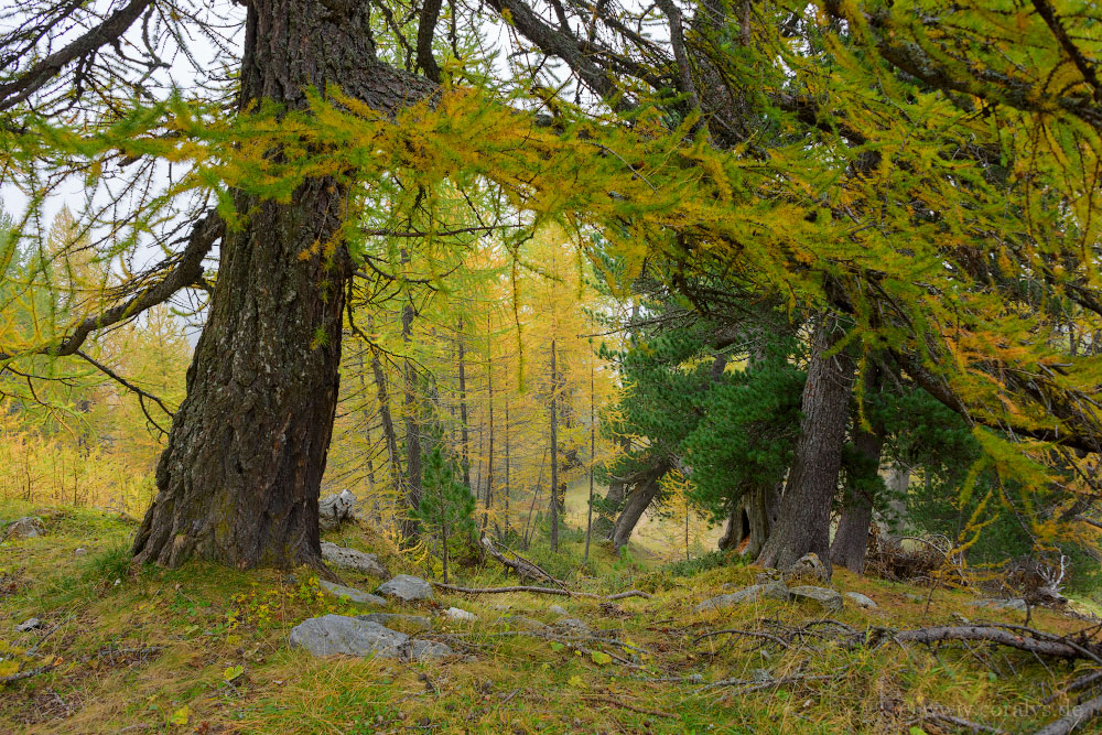 Alpenherbst (03)